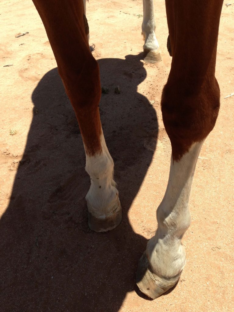 Deformation due to injury – continuous corrective shoeing will help the horse to be more comfortable and prevent further deformity.