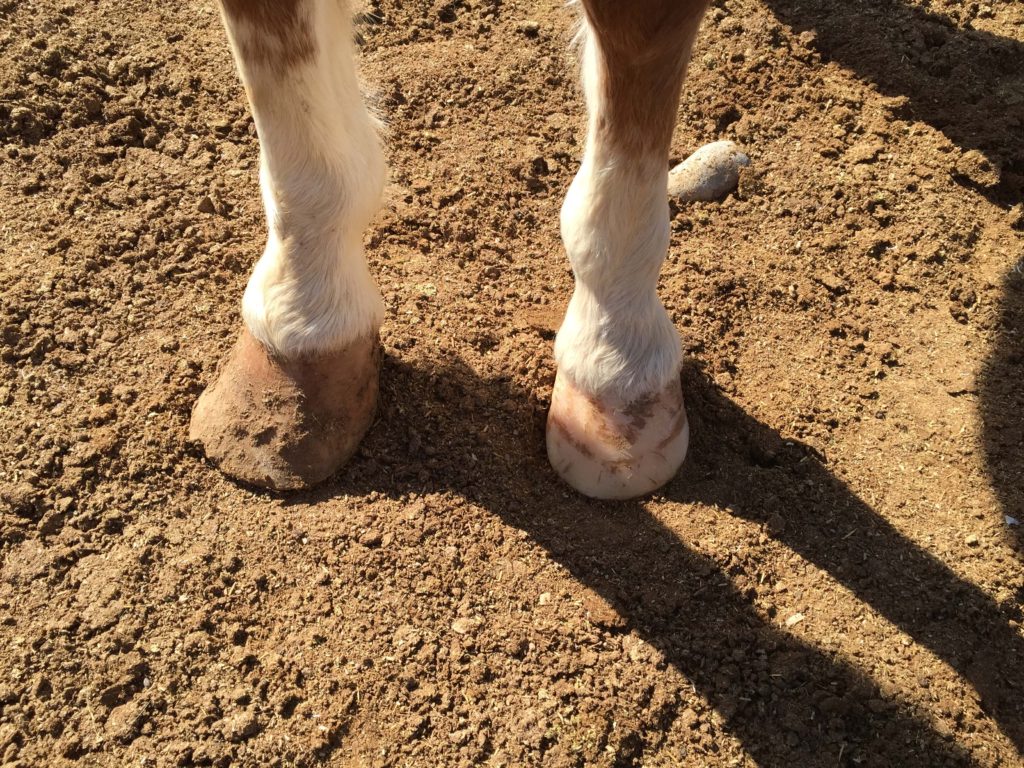Neglect causing imbalance - angles are different, a medial/lateral difference can cause severe deformity of bone structure, pawn, navicular, side bone and/or ring bone.