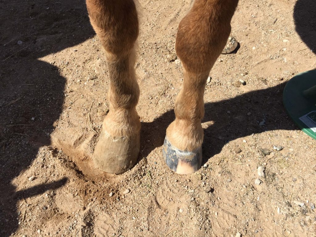 Neglect causing imbalance - angles are different, a medial/lateral difference can cause severe deformity of bone structure, pawn, navicular, side bone and/or ring bone.