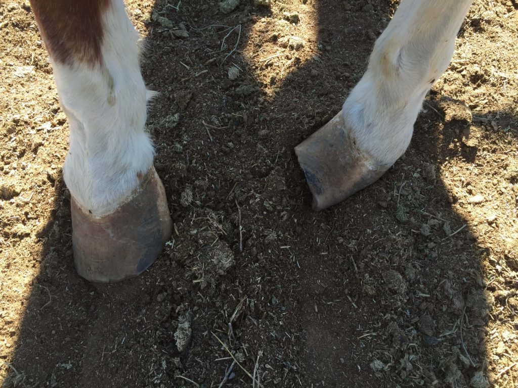 Deformation due to injury - continuous corrective shoeing will help the horse to be more comfortable and prevent further deformity.