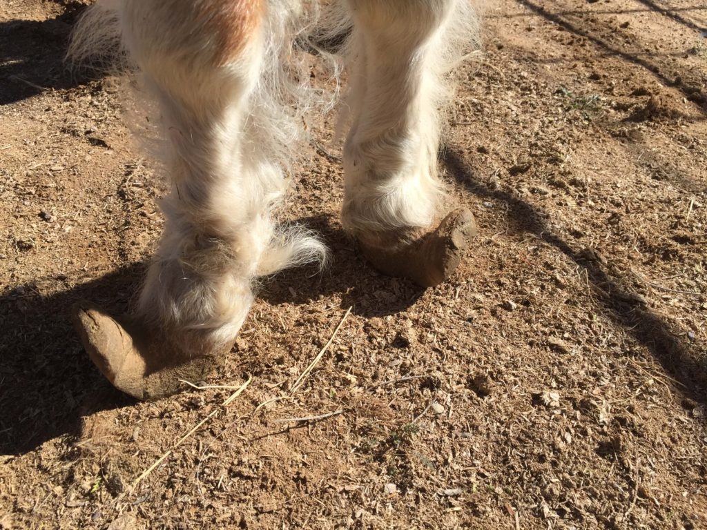 Mini pony - deformed hooves due to extreme neglect. Corrective shoeing could have prevented these hooves from growing so poorly.