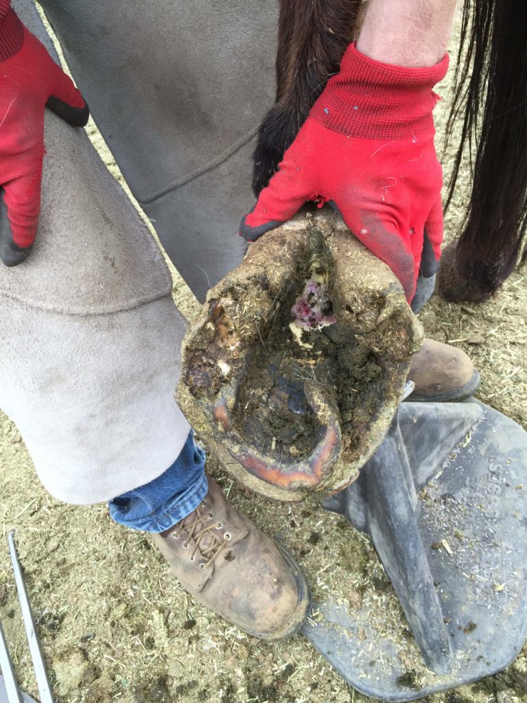 Suffering from canker - a condition caused by neglect, unsanitary conditions. Extremely painful, difficult to correct. Corrective trimming will make the horse more comfortable.