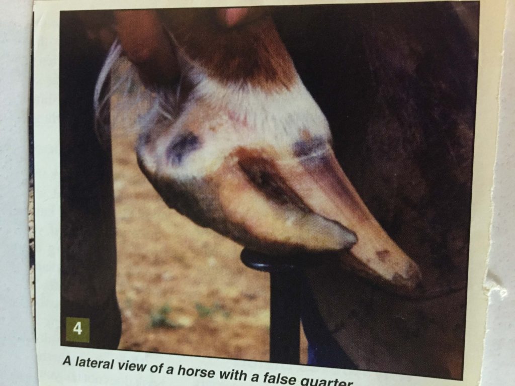 An injury caused by barb wire fence, which should never be used to hold horses captive. Cut all the way to the coronary band. Hoof will continue to grow in this manner. If immediate corrective trimming were administered, this extreme condition could have been prevented.