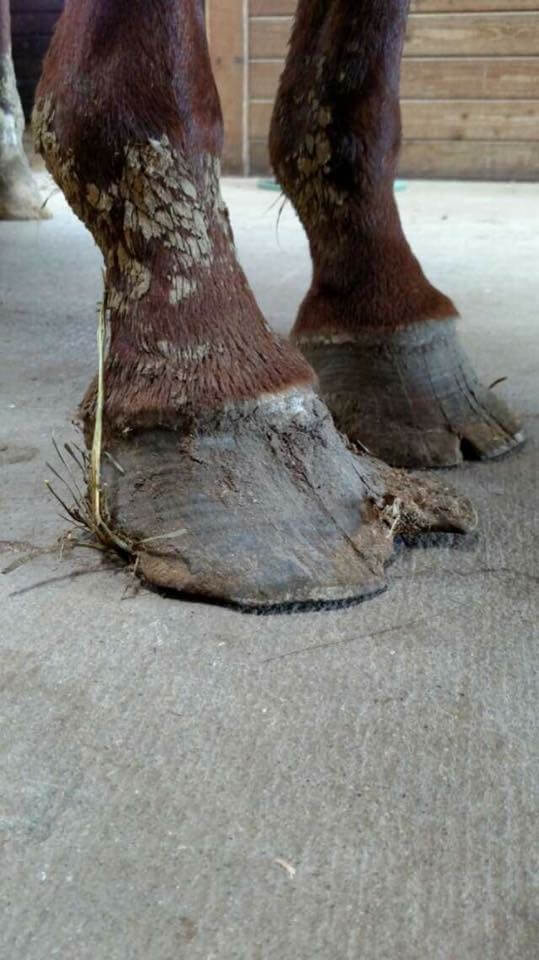Unsanitary conditions - neglect - 4 -5 months overgrowth plus unbalance causes stress on ligaments and bony column eventually crippling the horse.