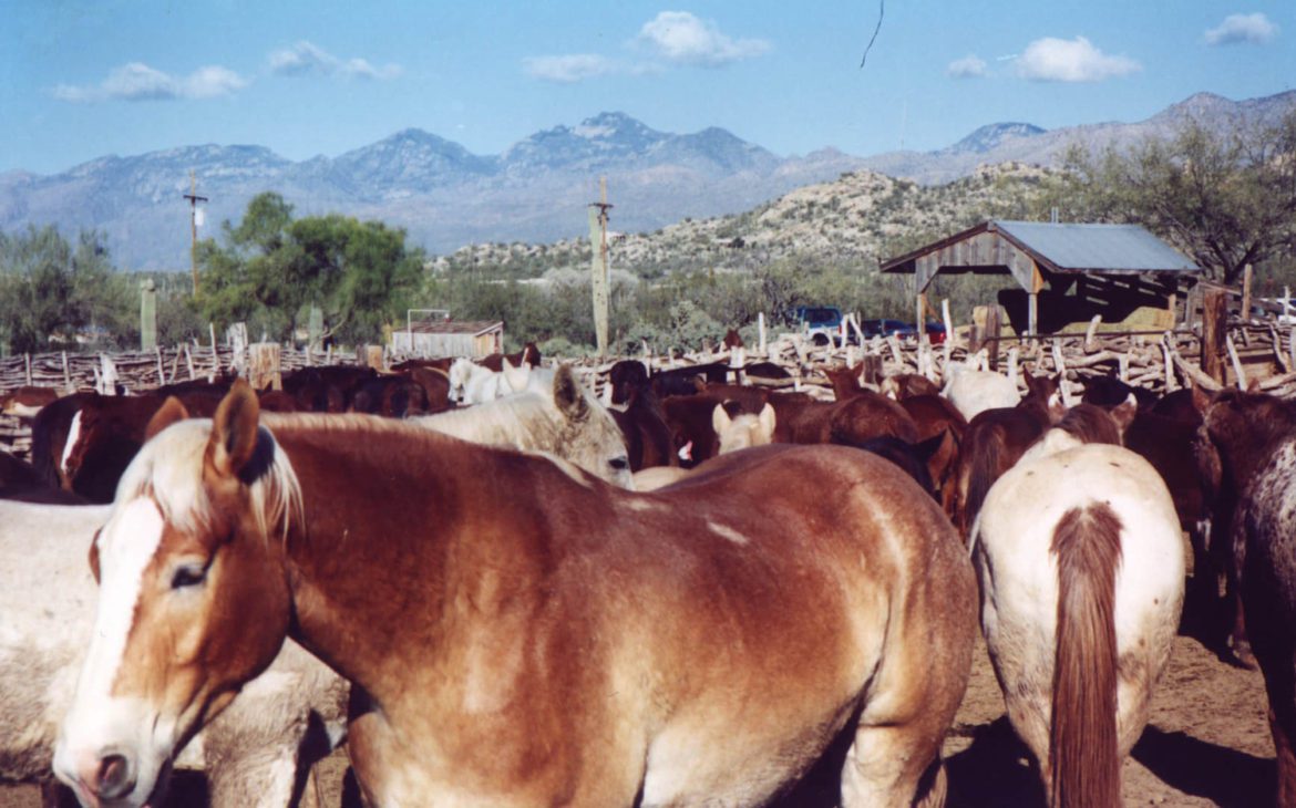 Mobile Three Months Farrier Course (12 weeks) Native American Horse