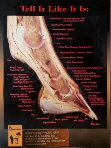 Horse foot anatomy 1