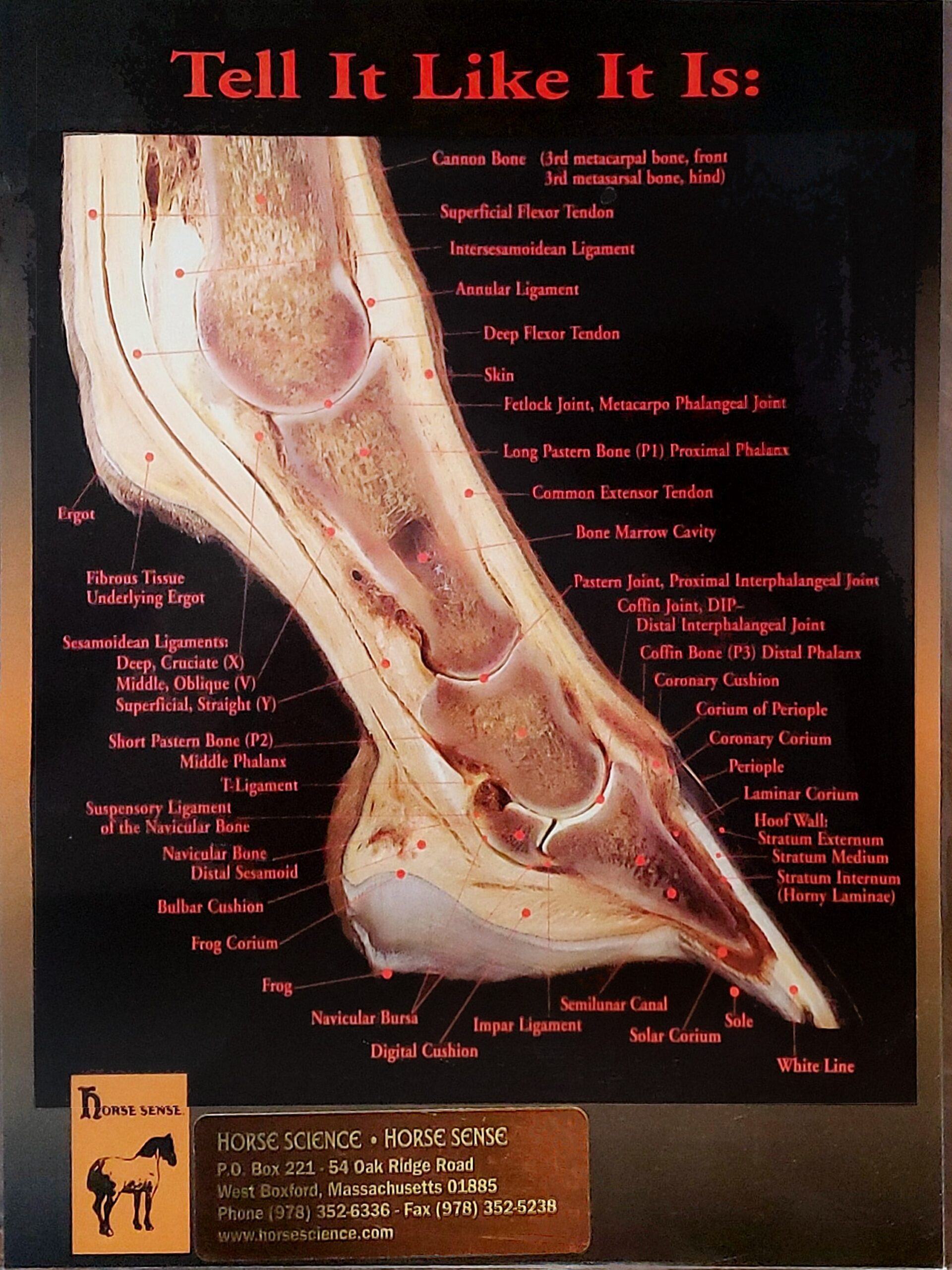 Anatomy of a horse’s foot – Native American Horse Education Foundation