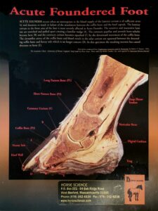 Horse foot anatomy 2