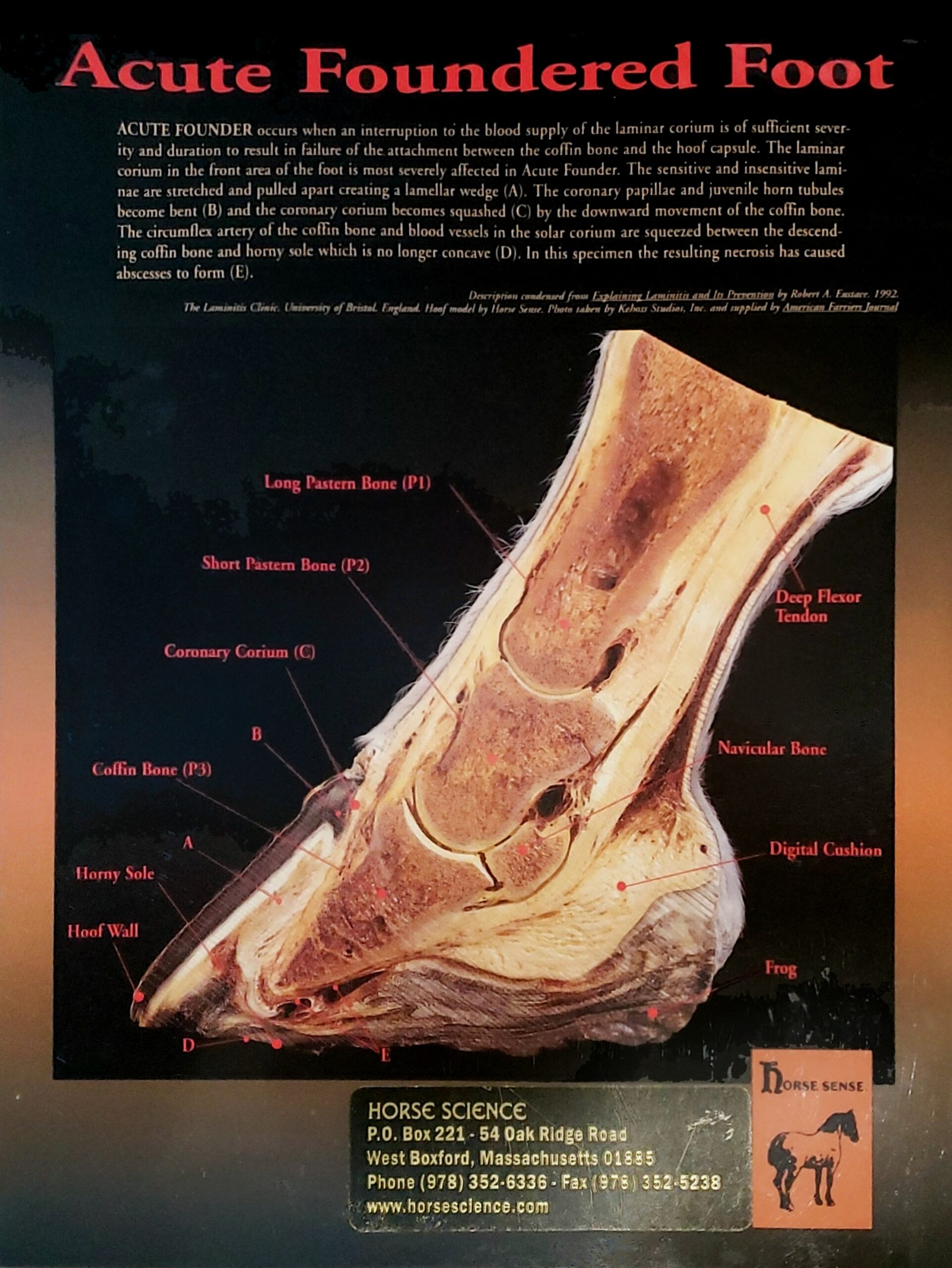 Anatomy of a horse’s foot – Native American Horse Education Foundation