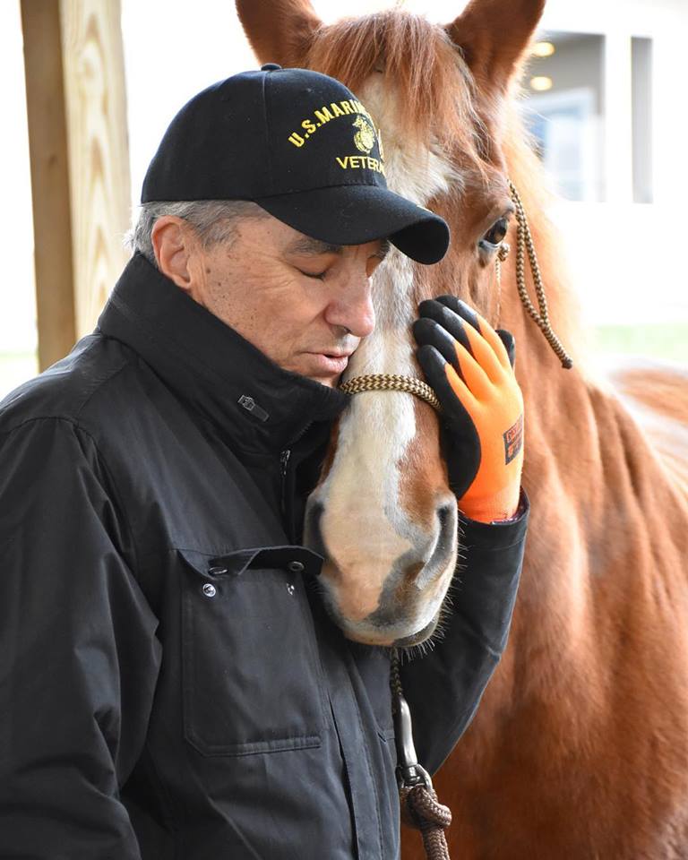 vets and horses